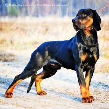 犬を家族に迎える前に